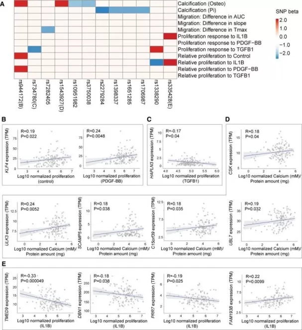 Figure 4. Association of coronary artery disease (CAD)/myocardial infarction (MMI) variants with smooth muscle cell (SMC) phenotypes (Örd et al., 2021)